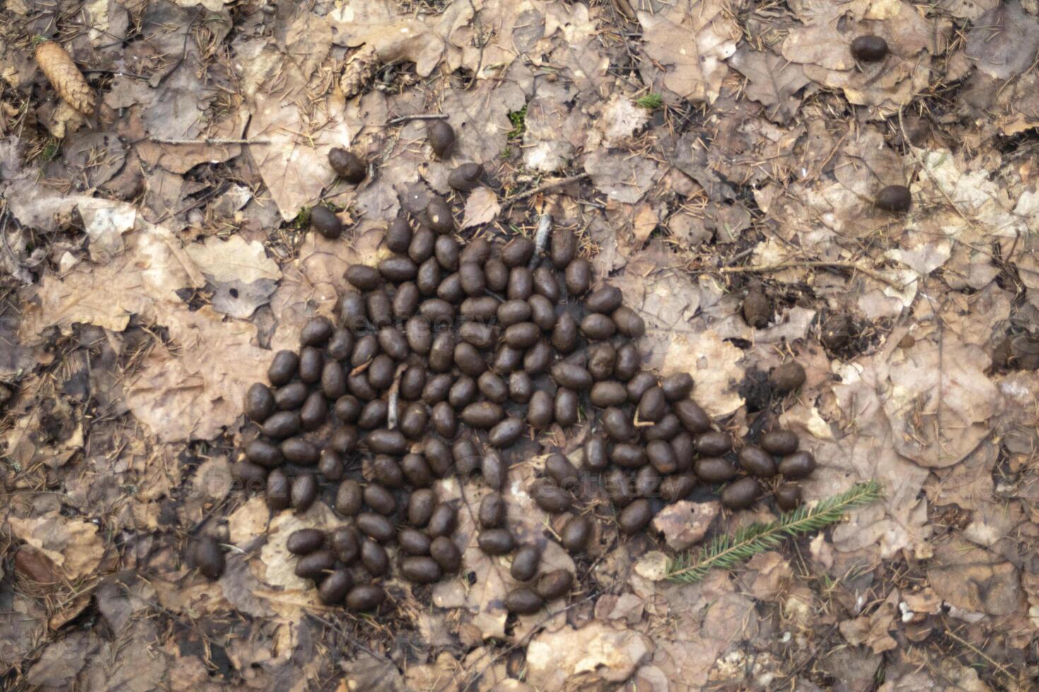 Boar droppings. Wild animal droppings. Boar tracks in the forest. photo