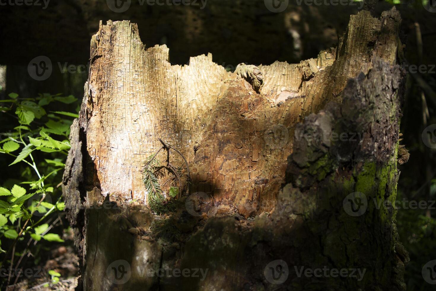 An old stump in the woods. A rotted tree. Remains of the trunk. photo