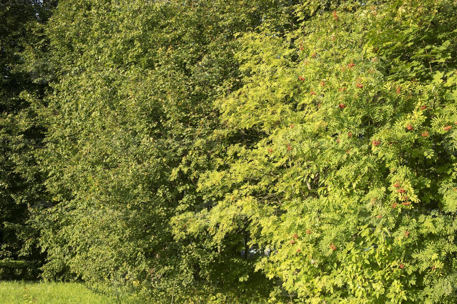 Green trees in park. Lot of leaves on bushes. Park in sunlight. photo
