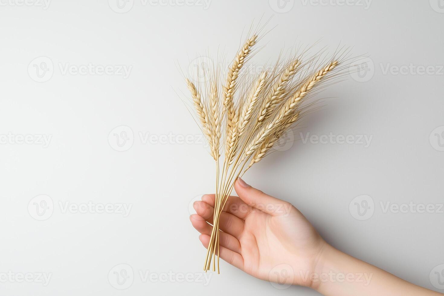Woman holding a bouquet of golden wheat on white background photo