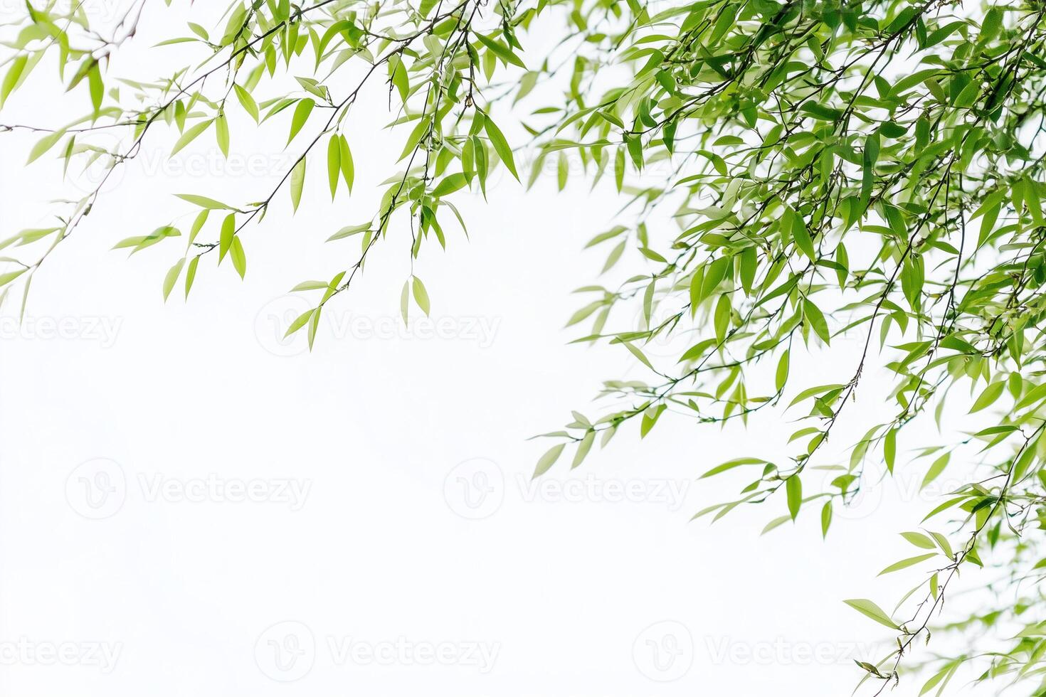 Green tree branches willow creating frame over white background photo