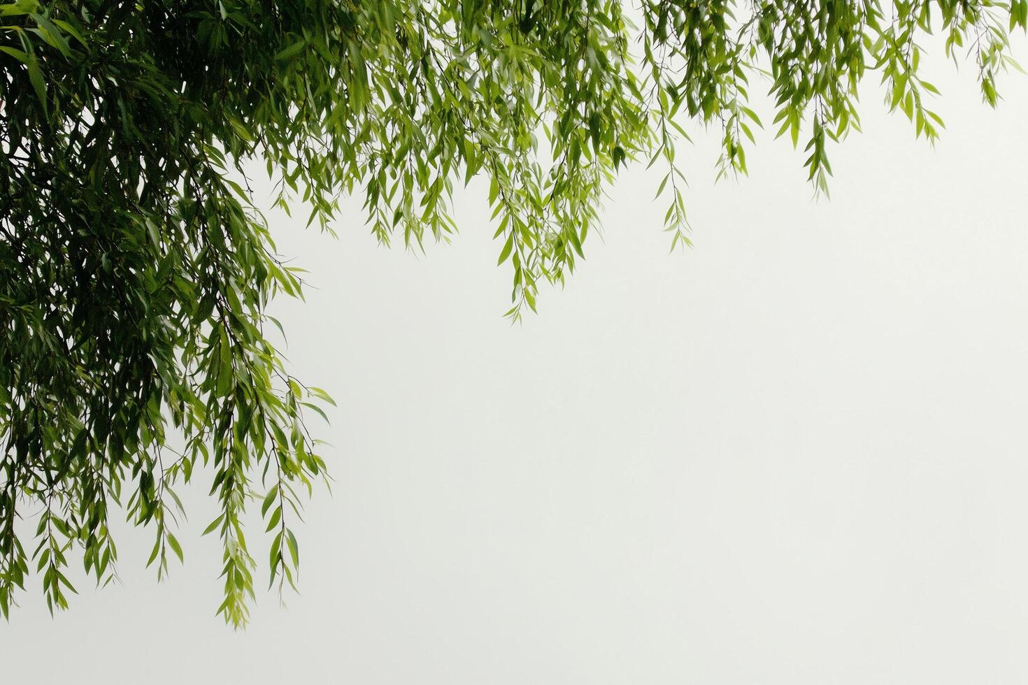 Green willow branches creating frame on white background photo