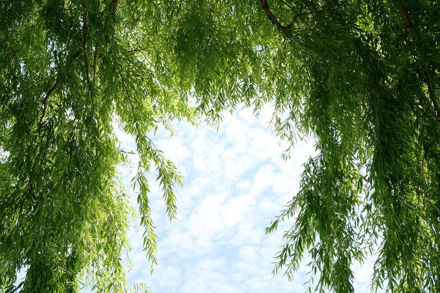 Willow tree branches creating frame over blue sky background photo