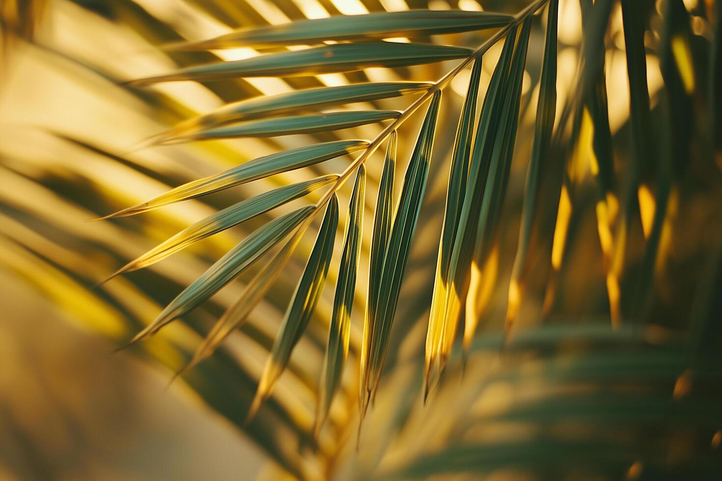 Tropical palm tree leaves swaying in golden sunlight symbolism of Sukkot photo