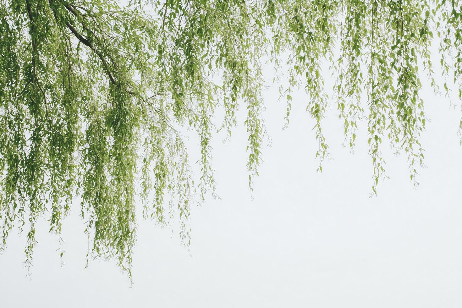 Weeping willow branches forming green frame on white sky background photo