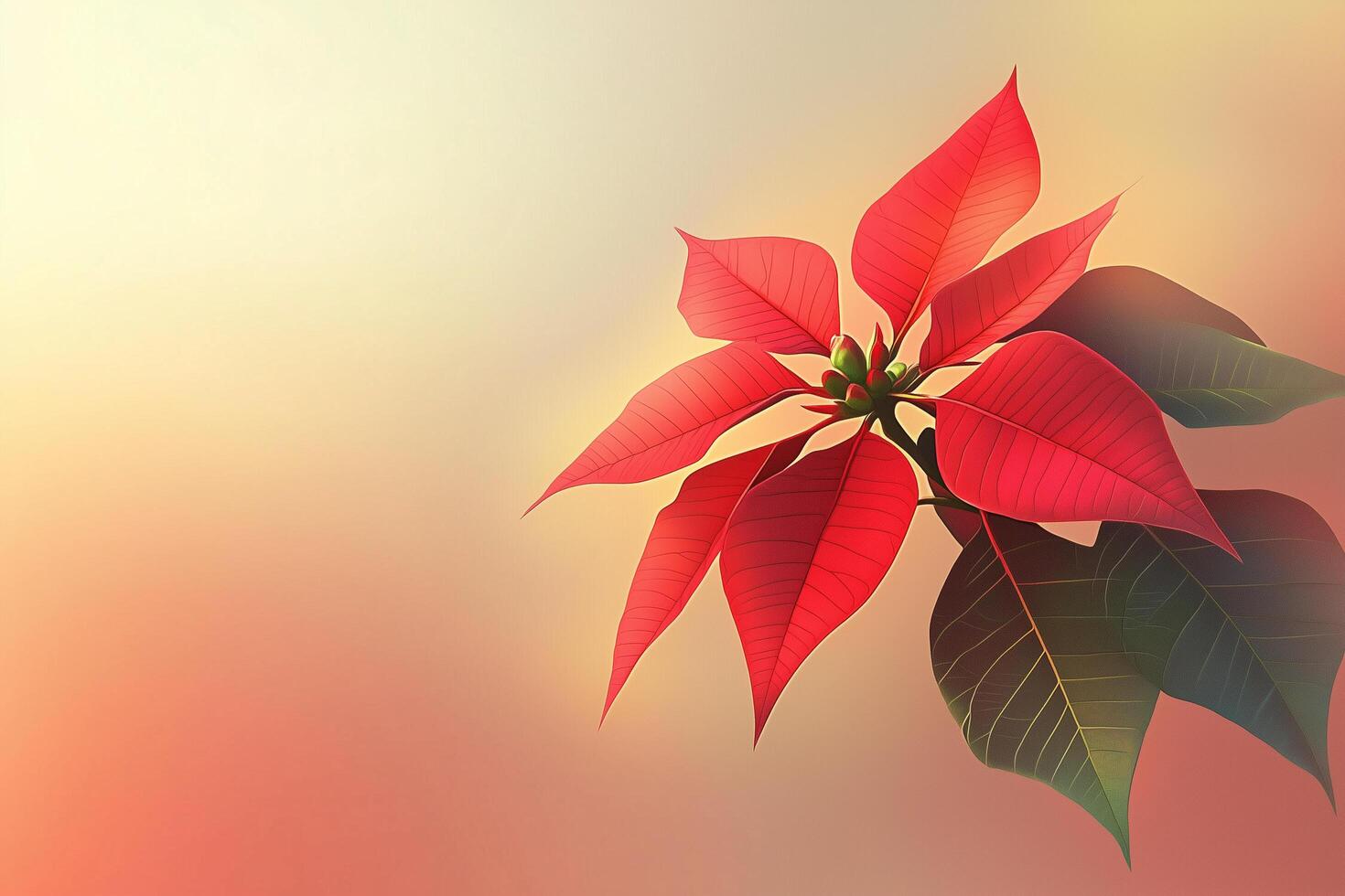 Vibrant red poinsettia with green leaves photo