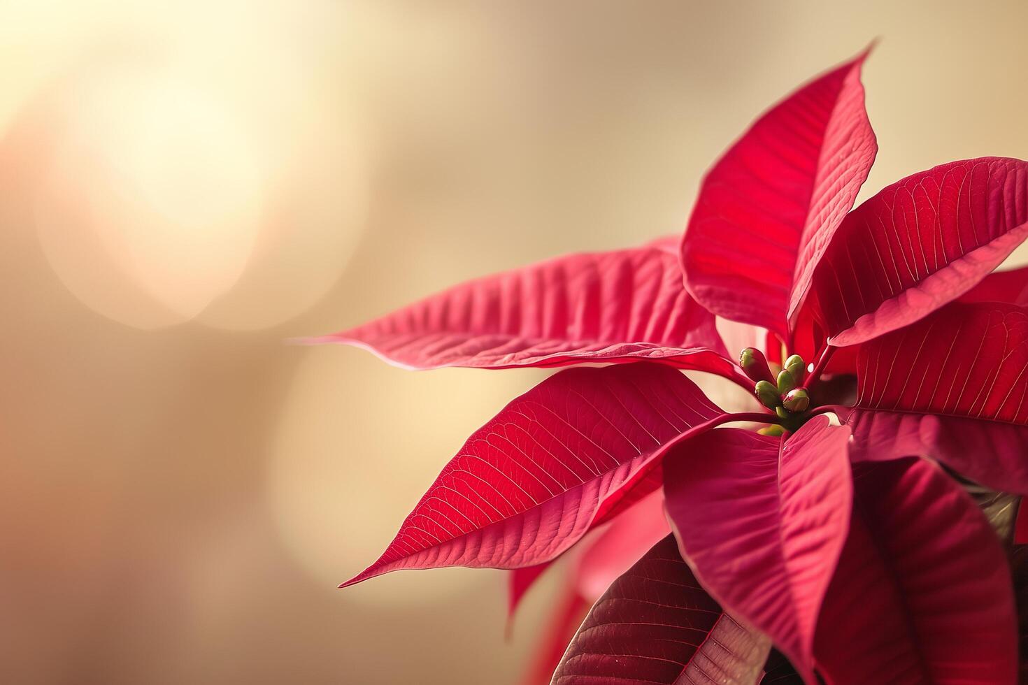 Red poinsettia plant blooming for christmas holidays celebration photo