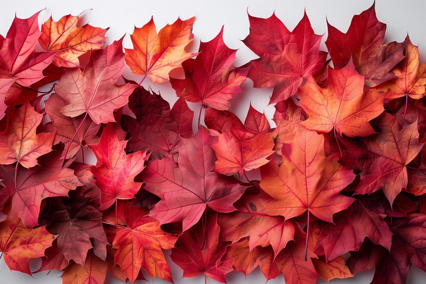 Collection of red and orange leaves set against a white backdrop photo