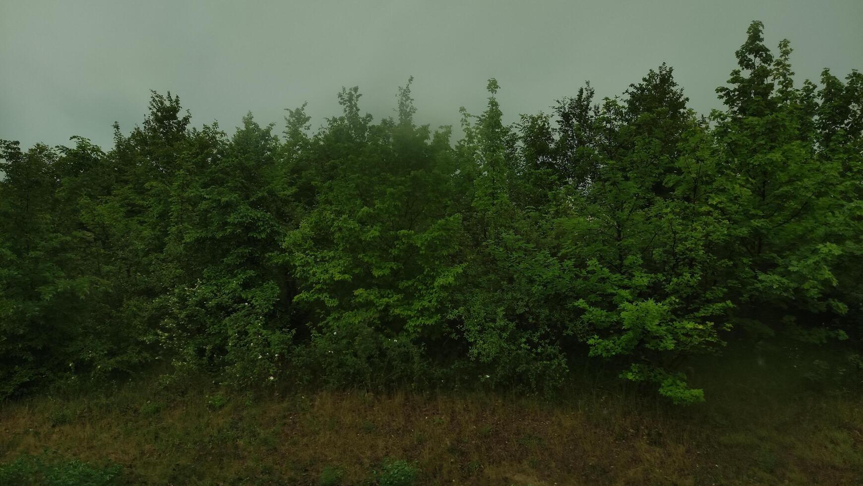 Lush green forest standing tall under cloudy sky photo