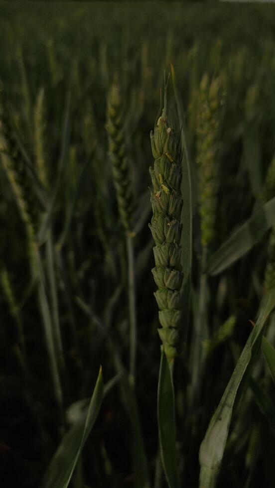 Green wheat growing in field before harvest time photo