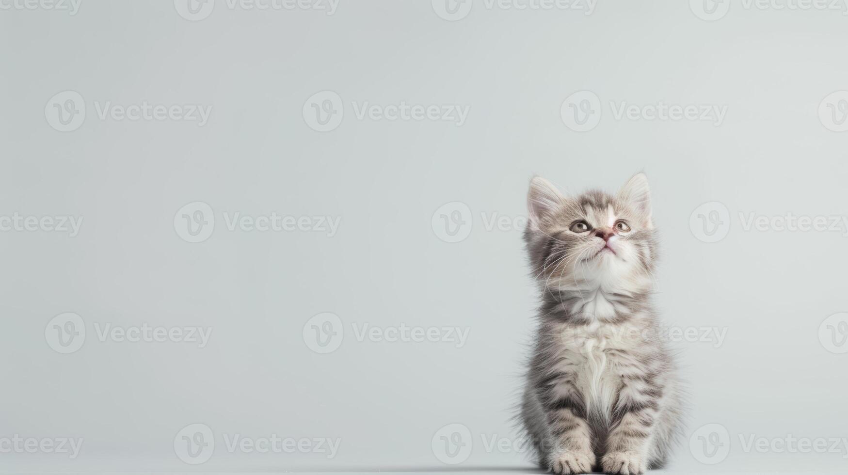 A small kitten sitting on a gray background photo
