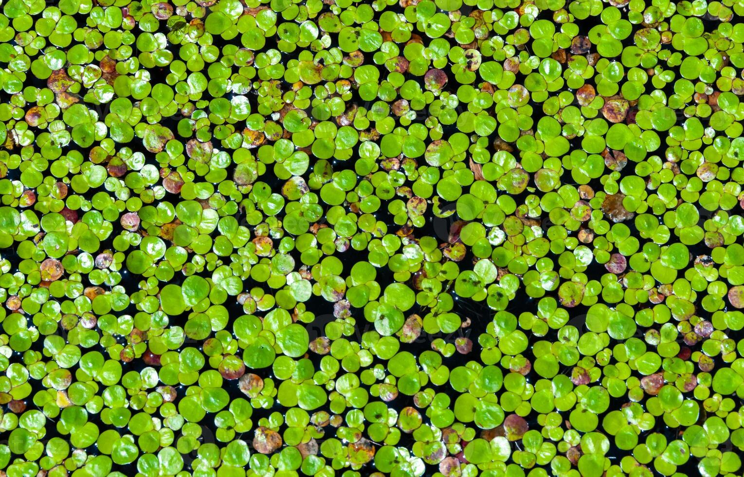 Lemna minor - the common duckweed or lesser duckweed, is an aquatic freshwater plant photo