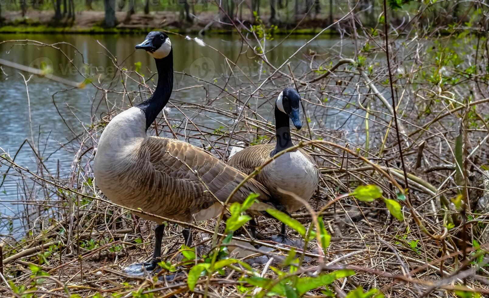 Canada goose Male and female goose on a nest with eggs on an island among trees photo