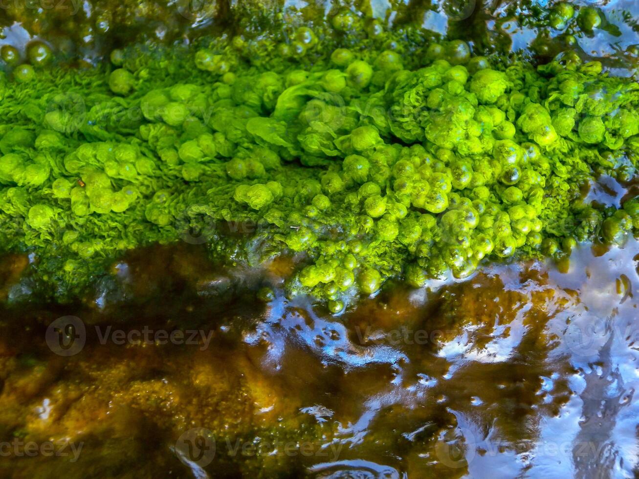 Bubbling freshwater green filamentous algae in rainwater running down rocks on Snake Island photo