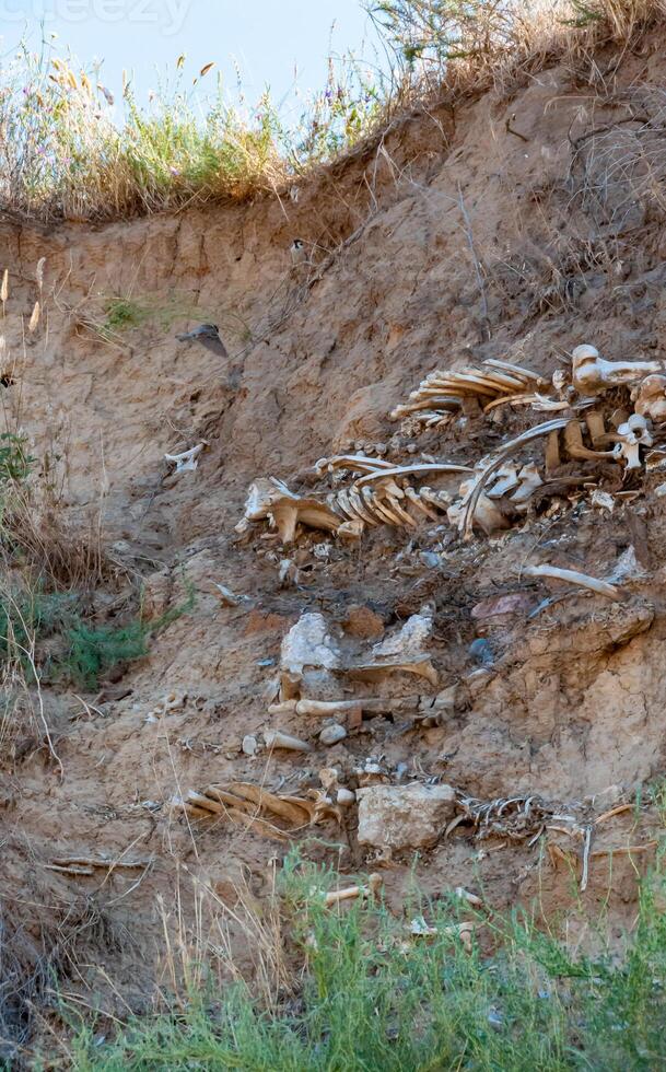 The skeleton of a large animal protrudes from the collapsed shore. Fossil animal bones, Ukraine photo
