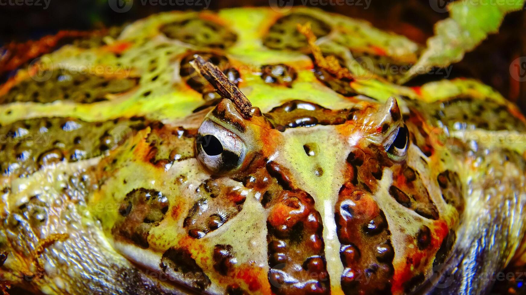 Cranwell's horned frog Ceratophrys cranwelli photo