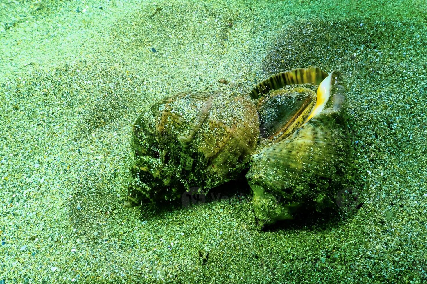 Marine invasive species Veined whelk Rapana venosa photo