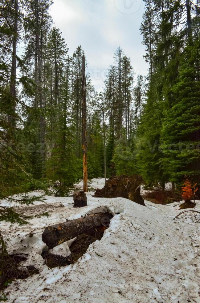 Snowy forest. Dirty melting snow under the trees in the forest. Forest landscape. photo
