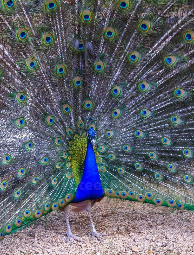 The Indian blue peafowl, Peacock Pavo cristatus, male photo