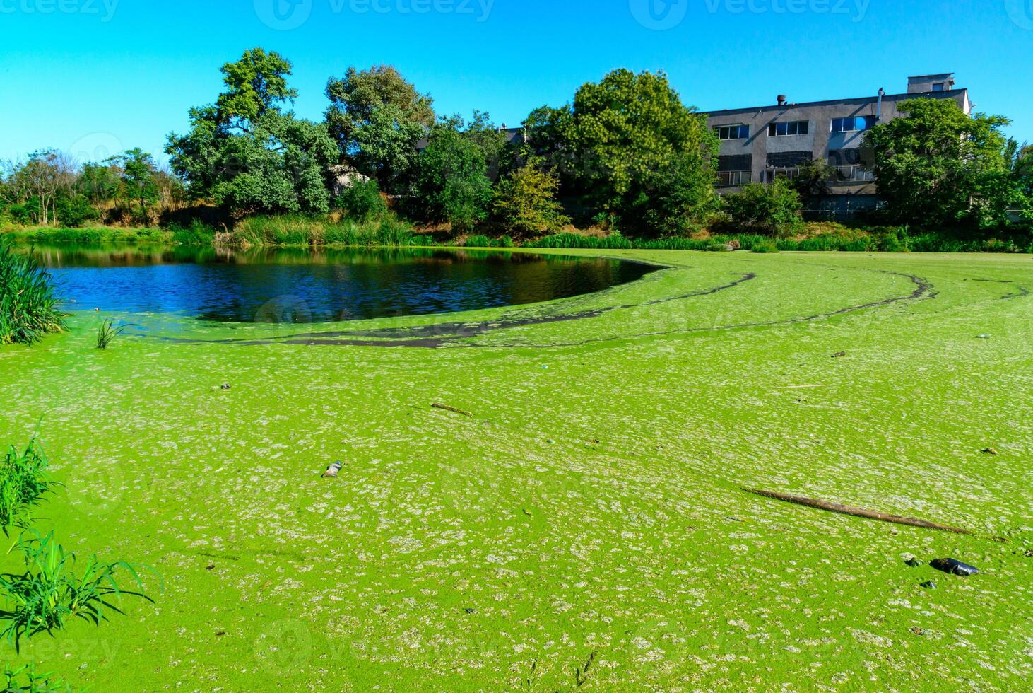 Picturesque eutrophic pond covered with green Duckweed and Wolfia algae, surrounded by lush plants and an old building that evokes tranquility. photo