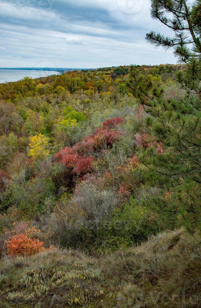 The natural landscape of the south of Ukraine, the slopes of the Dniester estuary, overgrown with European smoketree -Cotinus coggygria- and steppe herbs photo