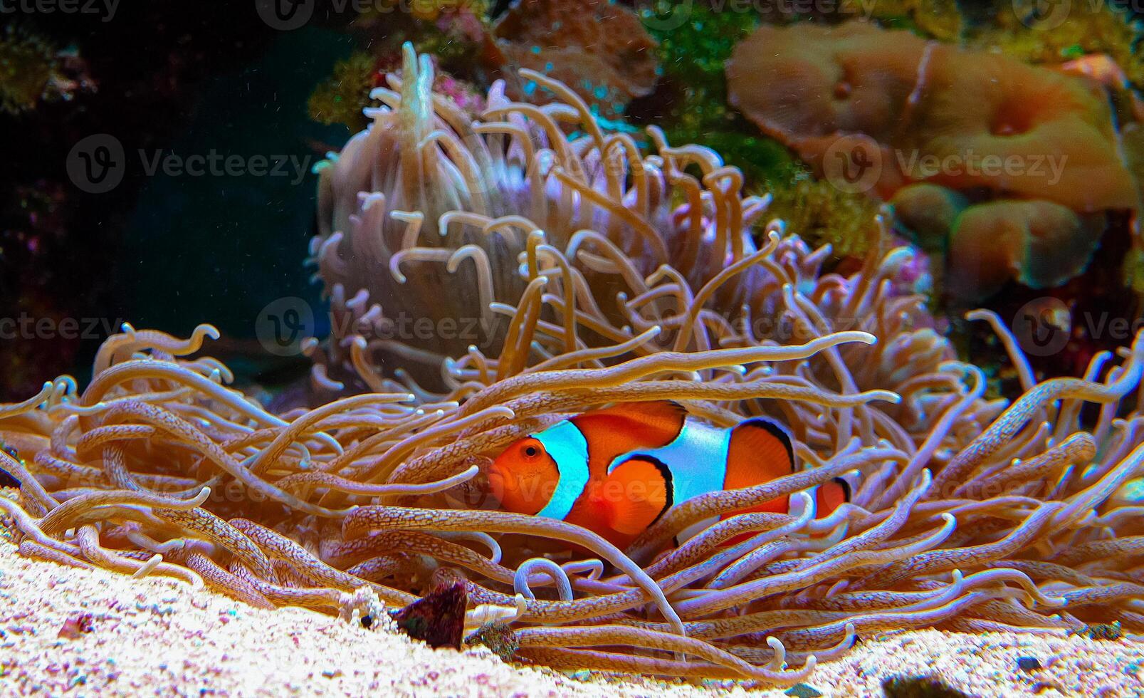 Clown fish, Anemonefish Amphiprion ocellaris swim among the tentacles of anemones photo