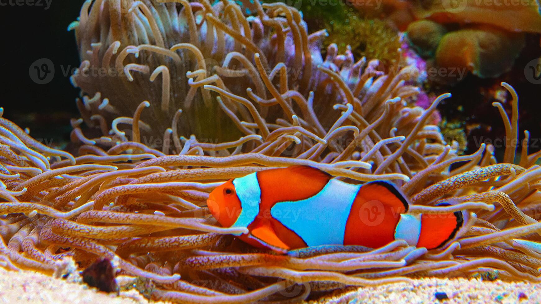 Clown fish, Anemonefish Amphiprion ocellaris swim among the tentacles of anemones photo