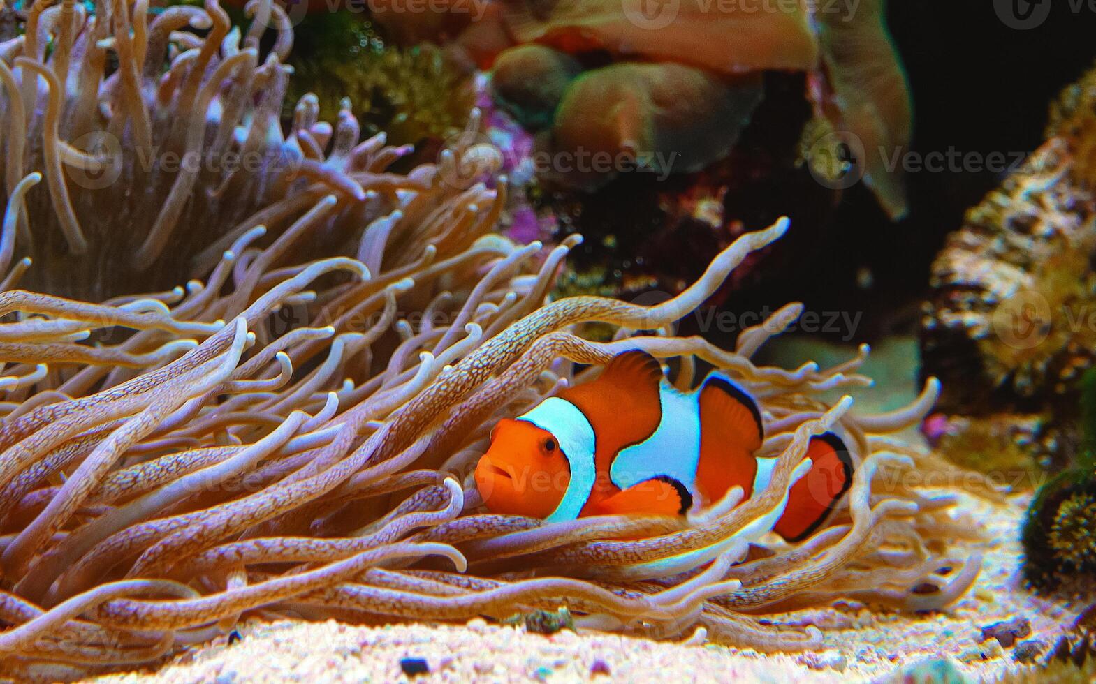 Clown fish, Anemonefish Amphiprion ocellaris swim among the tentacles of anemones photo