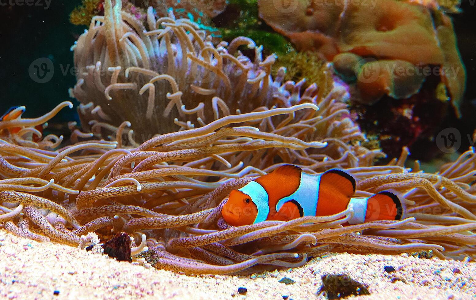Anemonefish - Amphiprion ocellaris swim among the tentacles of anemones photo