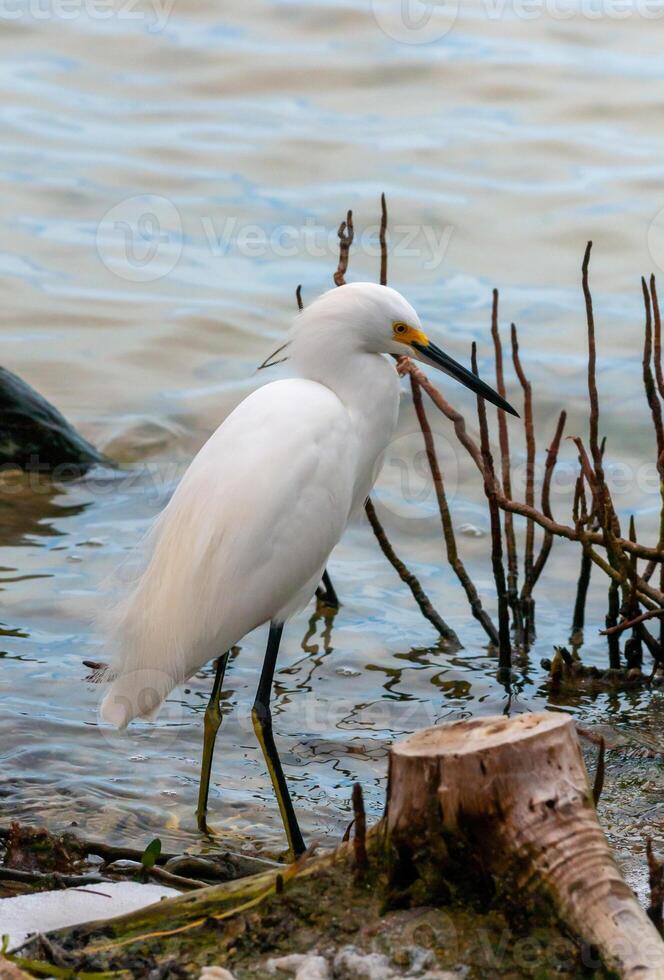 The great egret Ardea alba, a bird hunts in the water in the mangroves, Florida photo