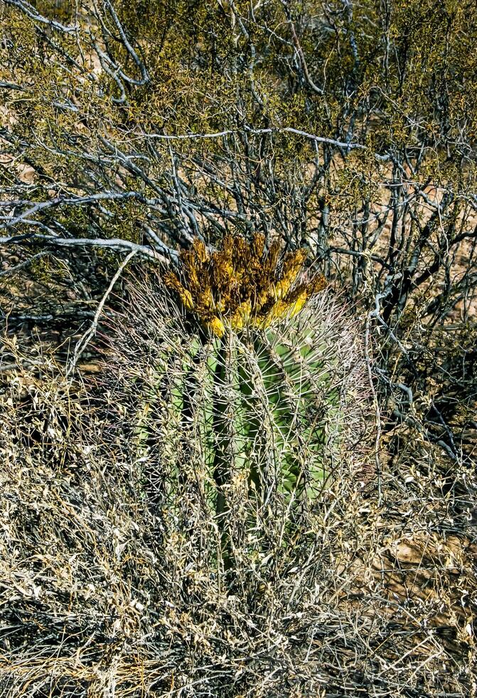 Ferocactus wislizeni Fishhook Barrel Cactus - flowering plant with ripening fruits and seeds in the rock desert in Organ Pipe Cactus National Park, Arizona photo