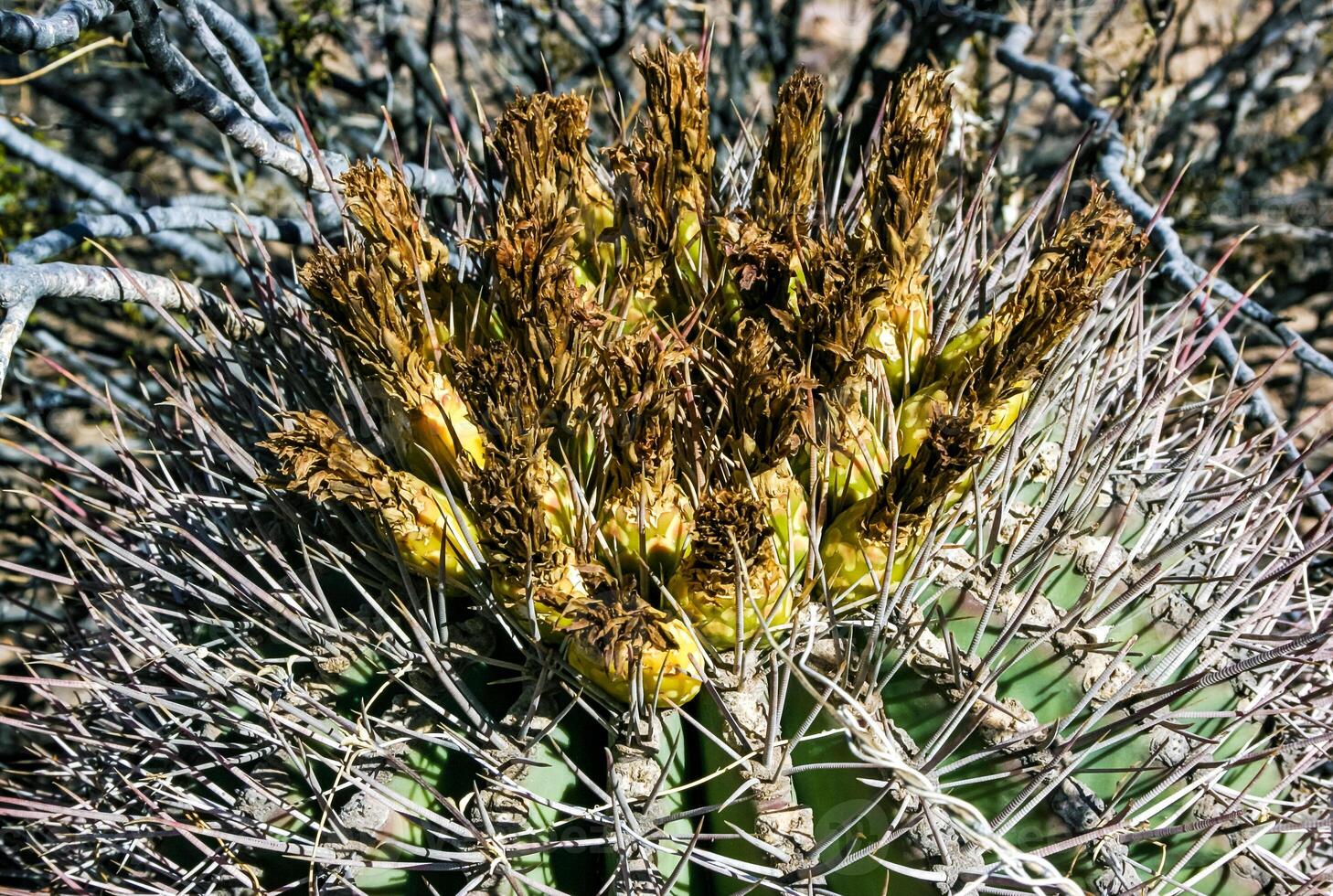 Ferocactus wislizeni Fishhook Barrel Cactus - flowering plant with ripening fruits and seeds in the rock desert in Organ Pipe Cactus National Park, Arizona photo