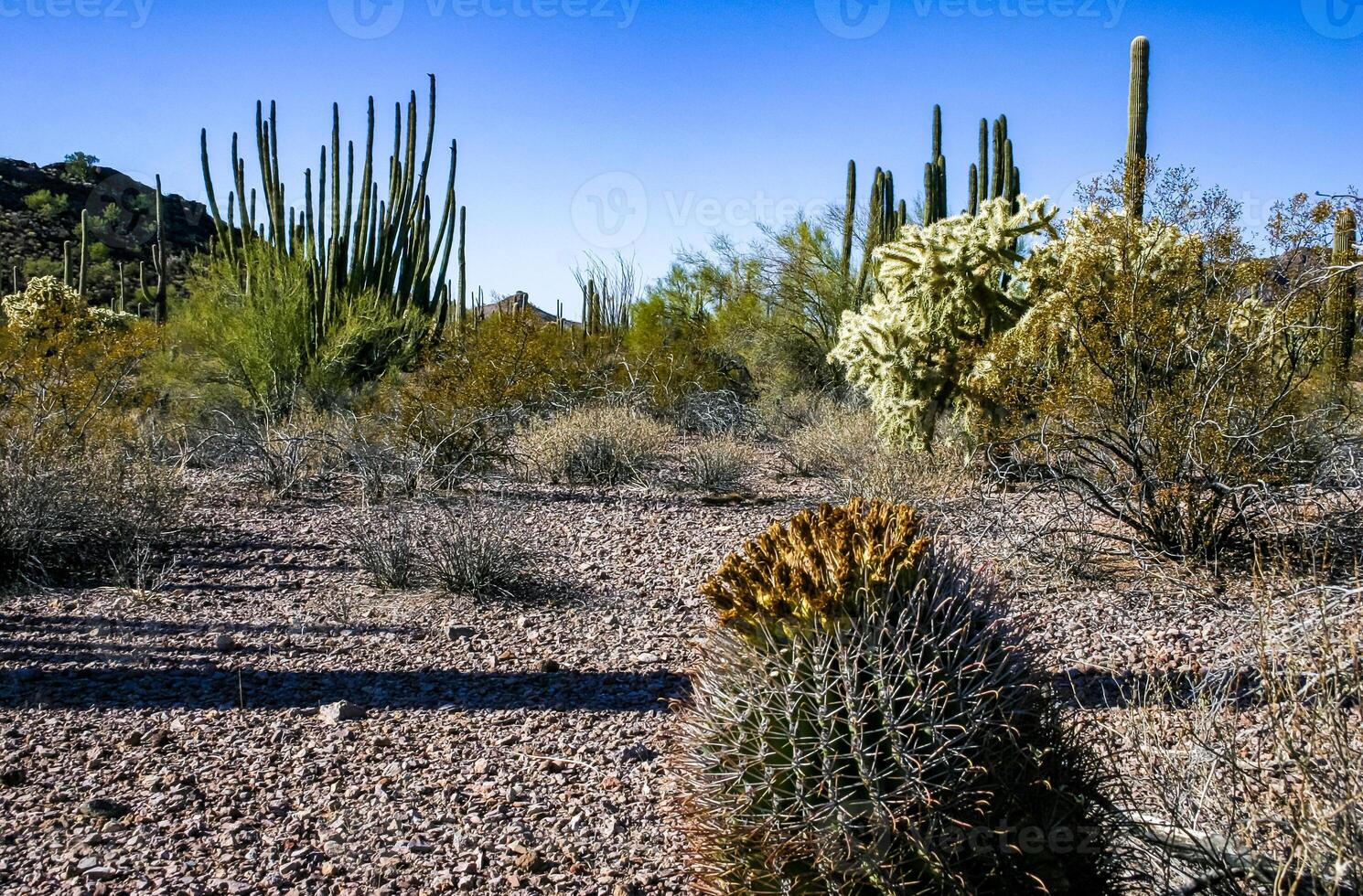 Ferocactus wislizeni Fishhook Barrel Cactus - flowering plant with ripening fruits and seeds in the rock desert in Organ Pipe Cactus National Park, Arizona photo
