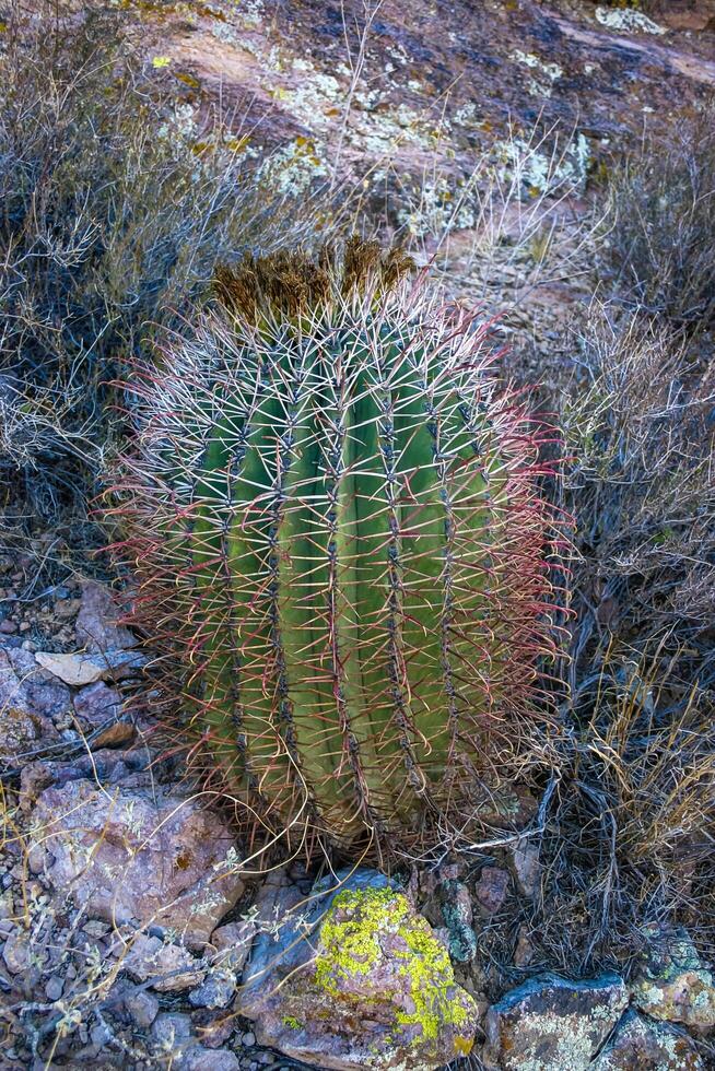 Ferocactus wislizeni Fishhook Barrel Cactus - flowering plant with ripening fruits and seeds in the rock desert in Organ Pipe Cactus National Park, Arizona photo