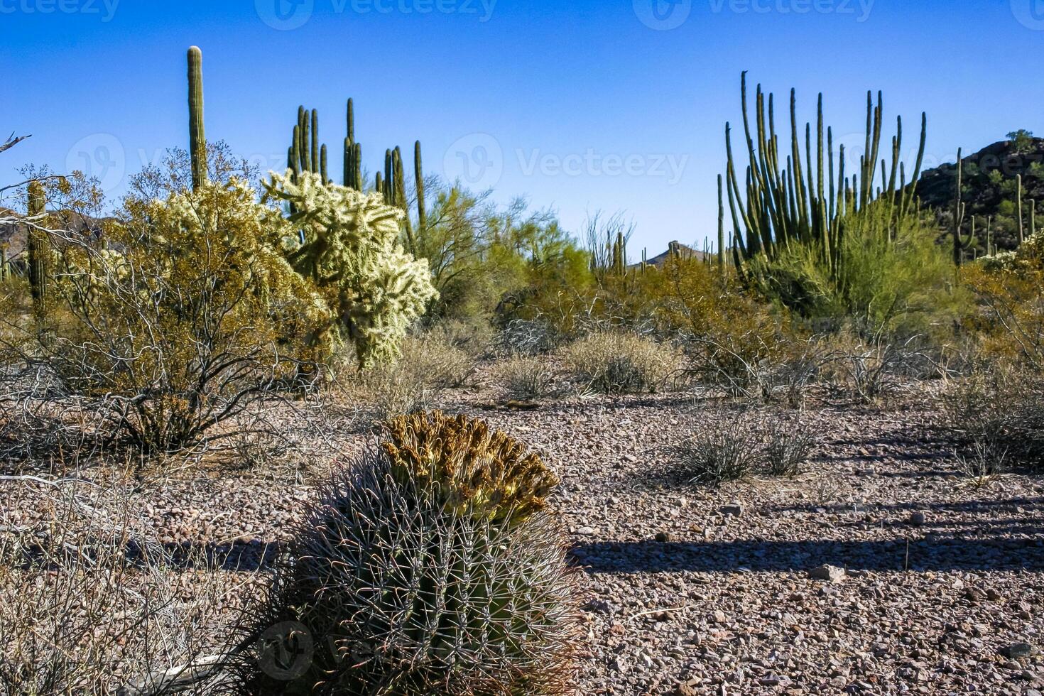 Ferocactus wislizeni Fishhook Barrel Cactus - flowering plant with ripening fruits and seeds in the rock desert in Organ Pipe Cactus National Park, Arizona photo