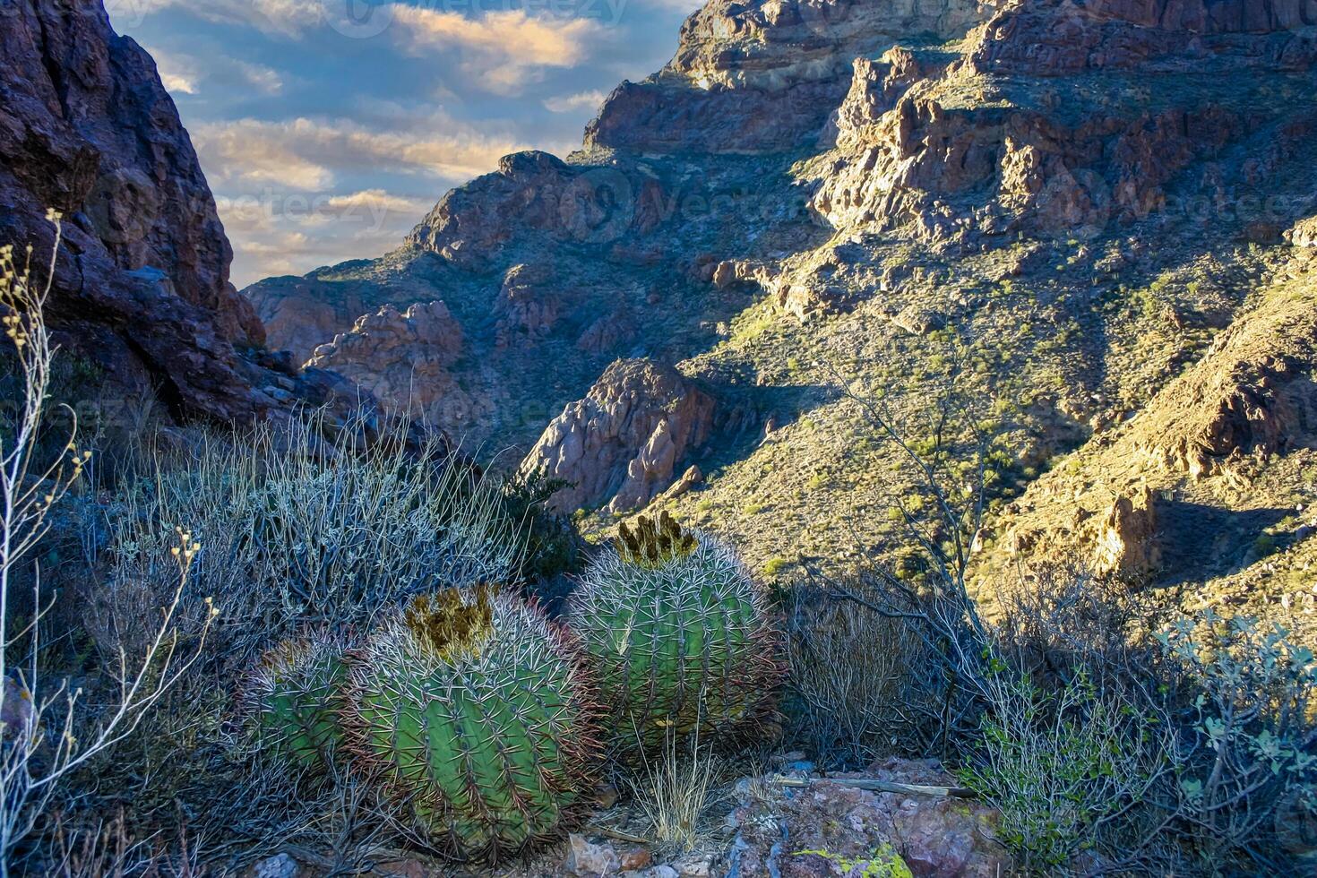 Ferocactus wislizeni Fishhook Barrel Cactus - flowering plant with ripening fruits and seeds in the rock desert in Organ Pipe Cactus National Park, Arizona photo