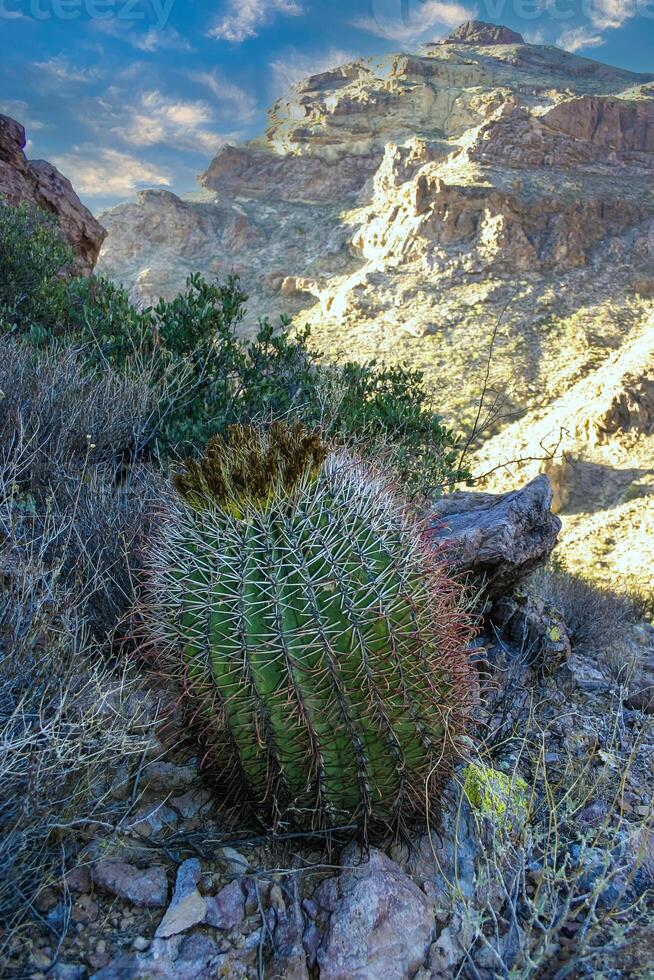Ferocactus wislizeni Fishhook Barrel Cactus - flowering plant with ripening fruits and seeds in the rock desert in Organ Pipe Cactus National Park, Arizona photo
