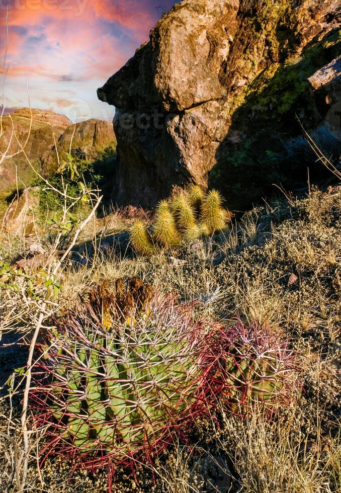 Ferocactus wislizeni Fishhook Barrel Cactus - flowering plant with ripening fruits and seeds in the rock desert in Organ Pipe Cactus National Park, Arizona photo