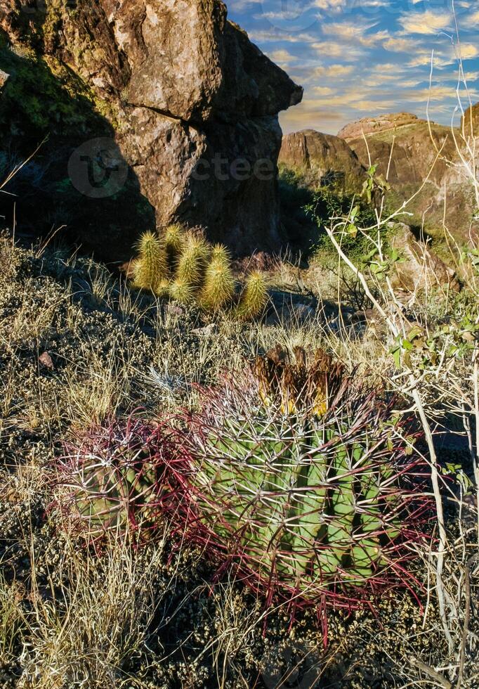Ferocactus wislizeni Fishhook Barrel Cactus - flowering plant with ripening fruits and seeds in the rock desert in Organ Pipe Cactus National Park, Arizona photo