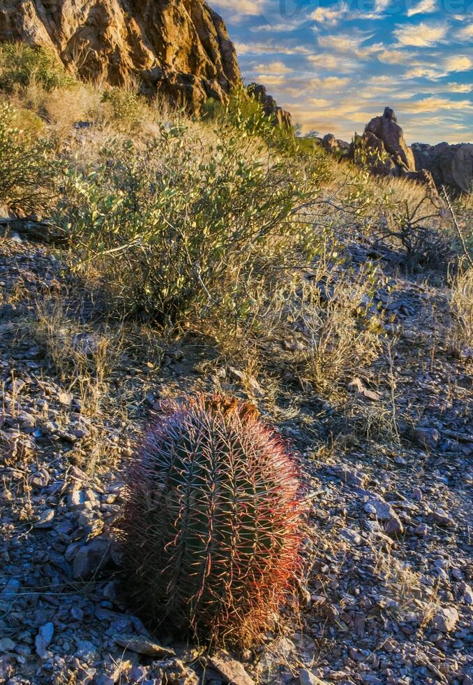 Ferocactus wislizeni Fishhook Barrel Cactus - flowering plant with ripening fruits and seeds in the rock desert in Organ Pipe Cactus National Park, Arizona photo