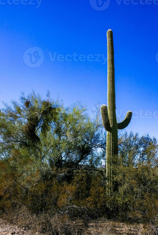 Desert landscape with cacti Carnegiea gigantea and other succulents in Organ Pipe NP, Arizona photo