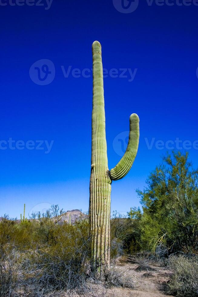 Desert landscape with cacti Carnegiea gigantea and other succulents in Organ Pipe NP, Arizona photo