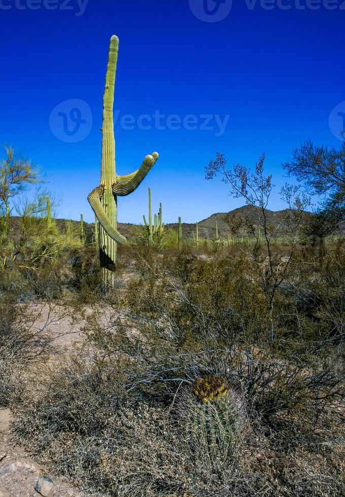 Ferocactus wislizeni Fishhook Barrel Cactus - flowering plant with ripening fruits and seeds in the rock desert in Organ Pipe Cactus National Park, Arizona photo