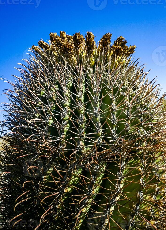 Ferocactus wislizeni Fishhook Barrel Cactus - flowering plant with ripening fruits and seeds in the rock desert in Organ Pipe Cactus National Park, Arizona photo