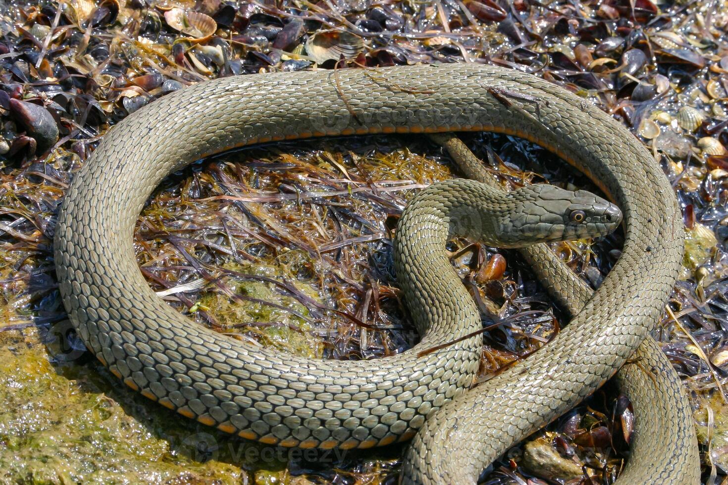 The dice snake Natrix tessellata lies on a stone, Tiligul estuary, Ukraine photo