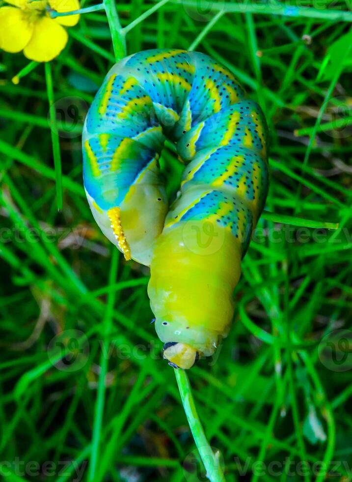 The African death's-head hawkmoth Acherontia atropos, A yellow-green nightfly caterpillar crawling through green plants photo