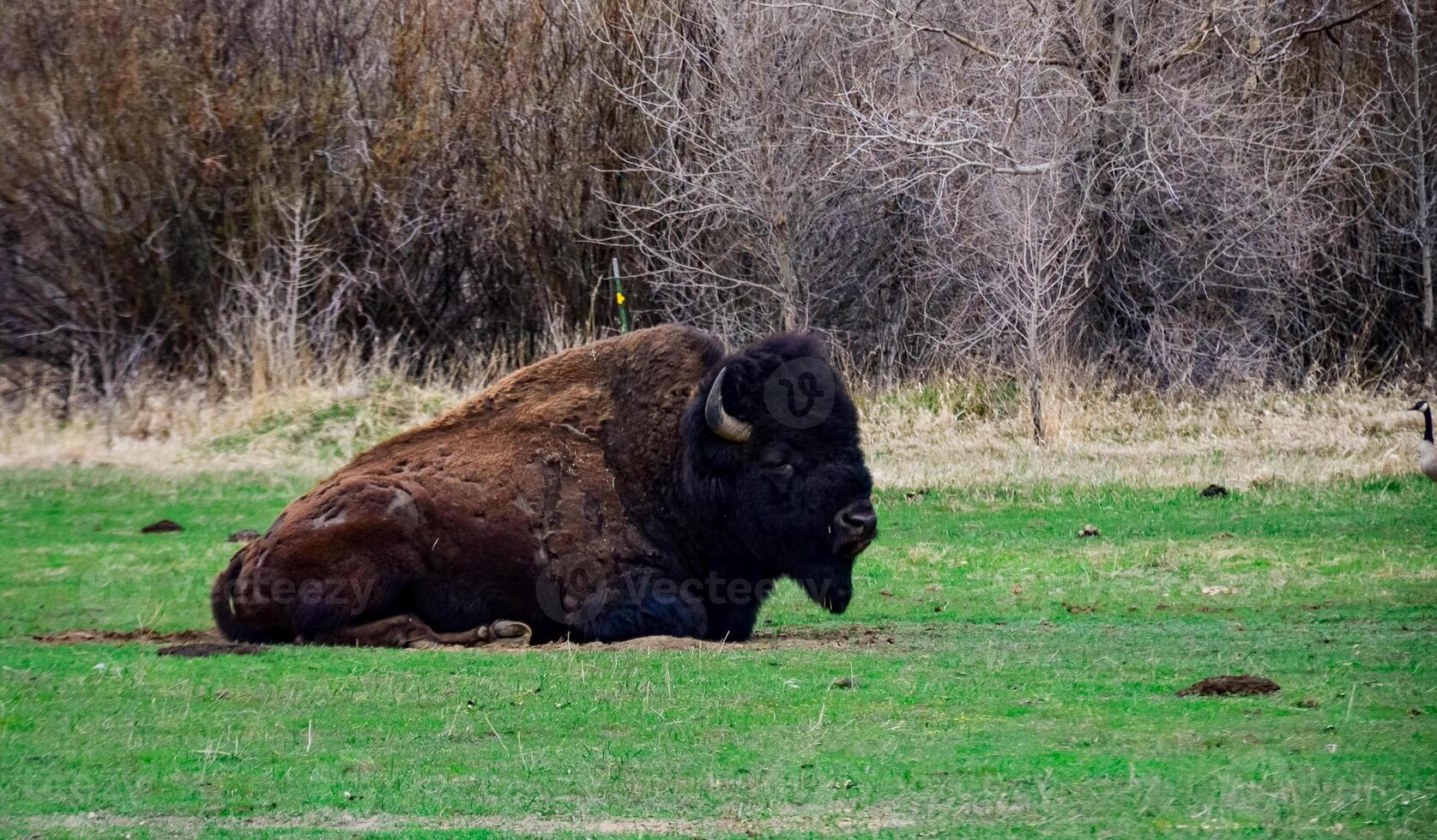 The American bison or buffalo Bison bison. The Theodore Roosevelt National Park photo