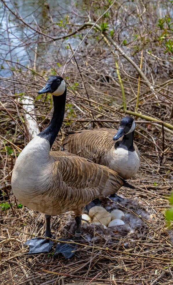 Canada goose Male and female goose on a nest with eggs on an island among trees photo