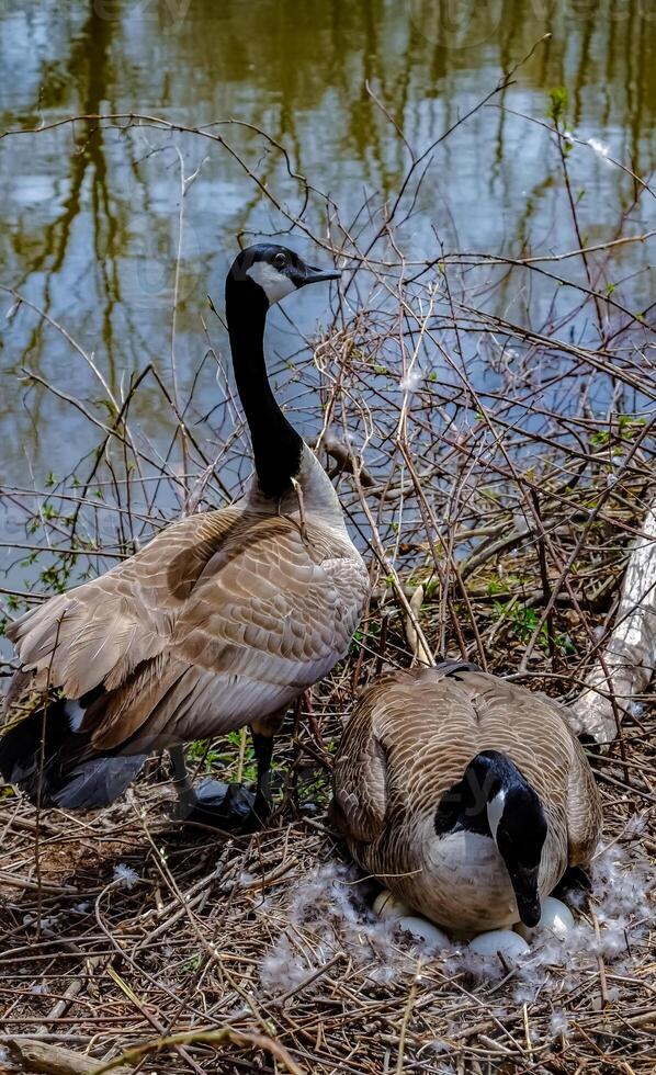 Canada goose Male and female goose on a nest with eggs on an island among trees photo