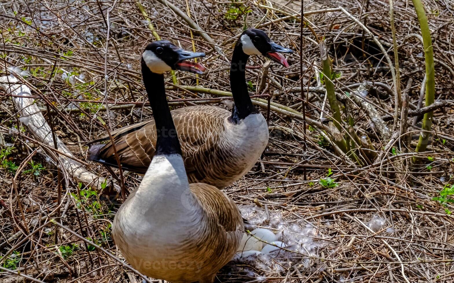 Canada goose Male and female goose on a nest with eggs on an island among trees photo